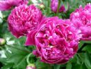  Paeonia Lactifiora Extract 